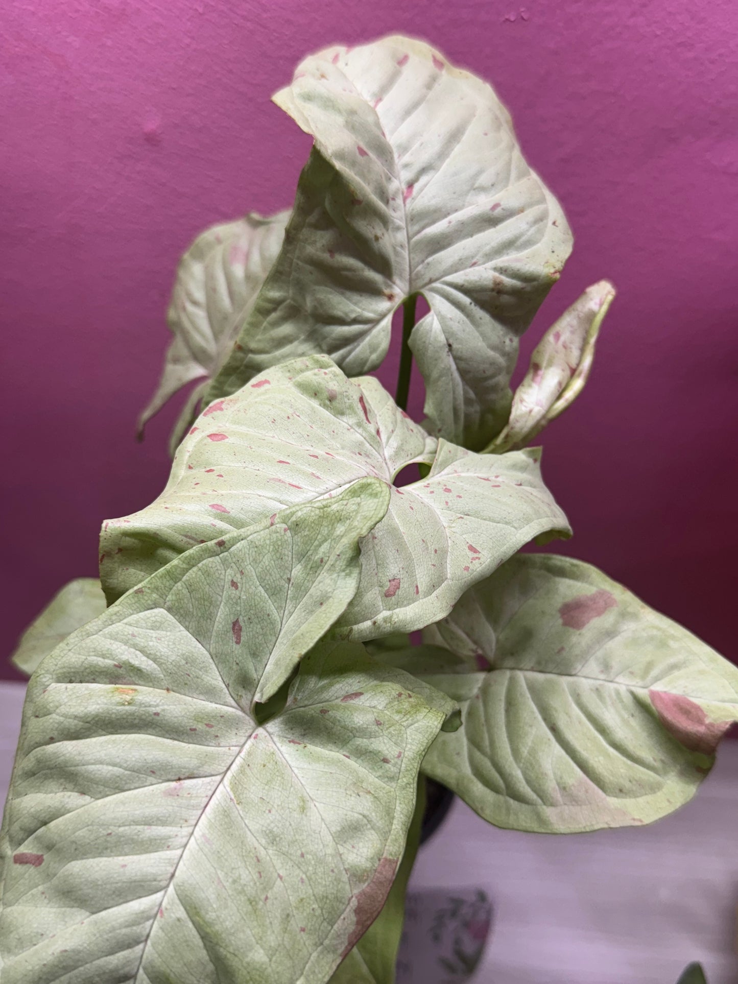 Milk confetti syngonium