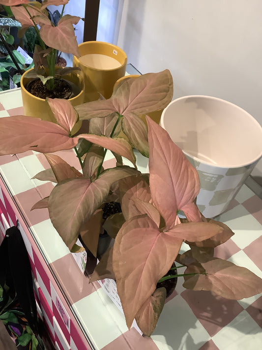 Syngonium “pink perfection”