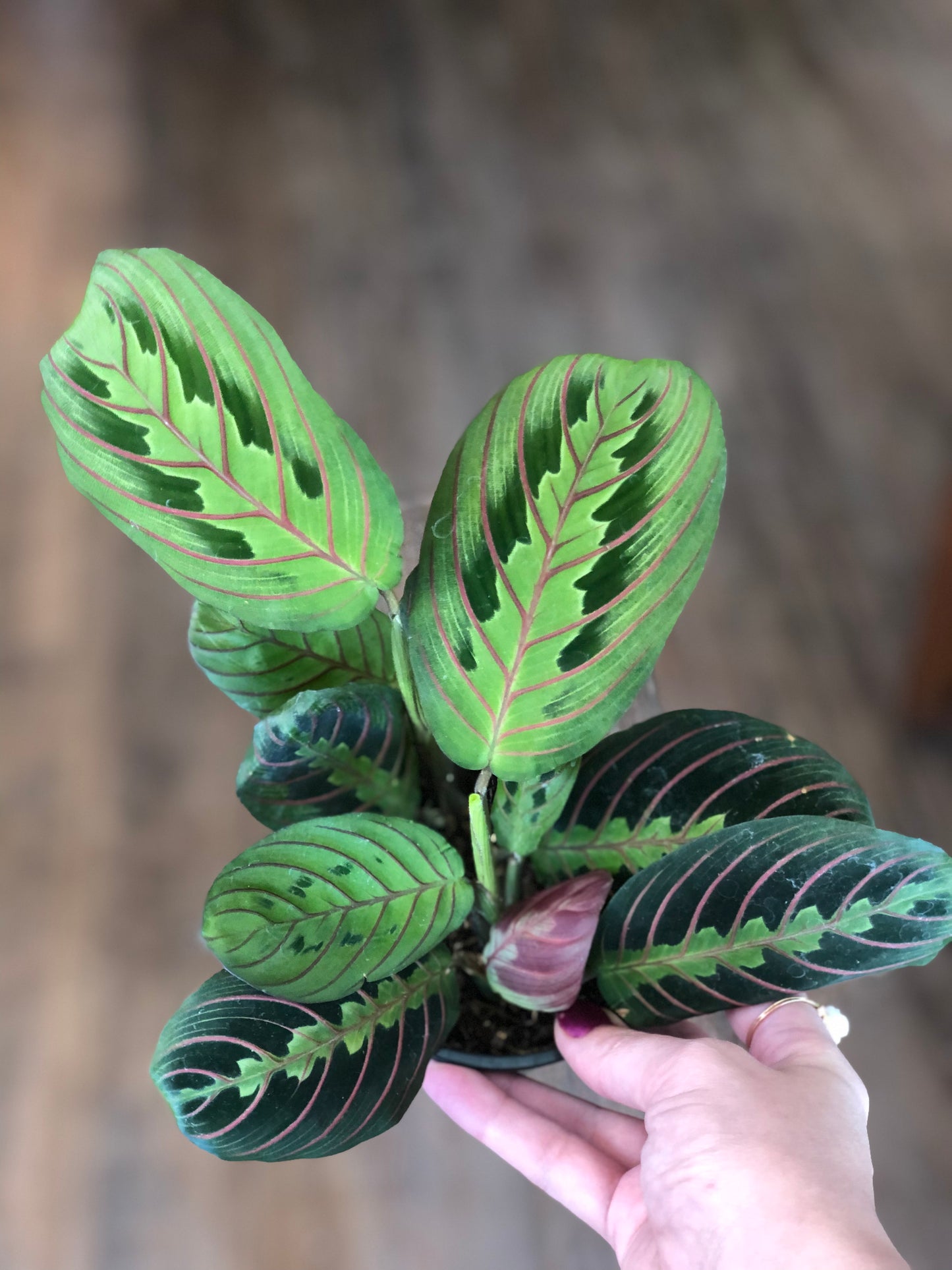 Maranta AKA prayer plant