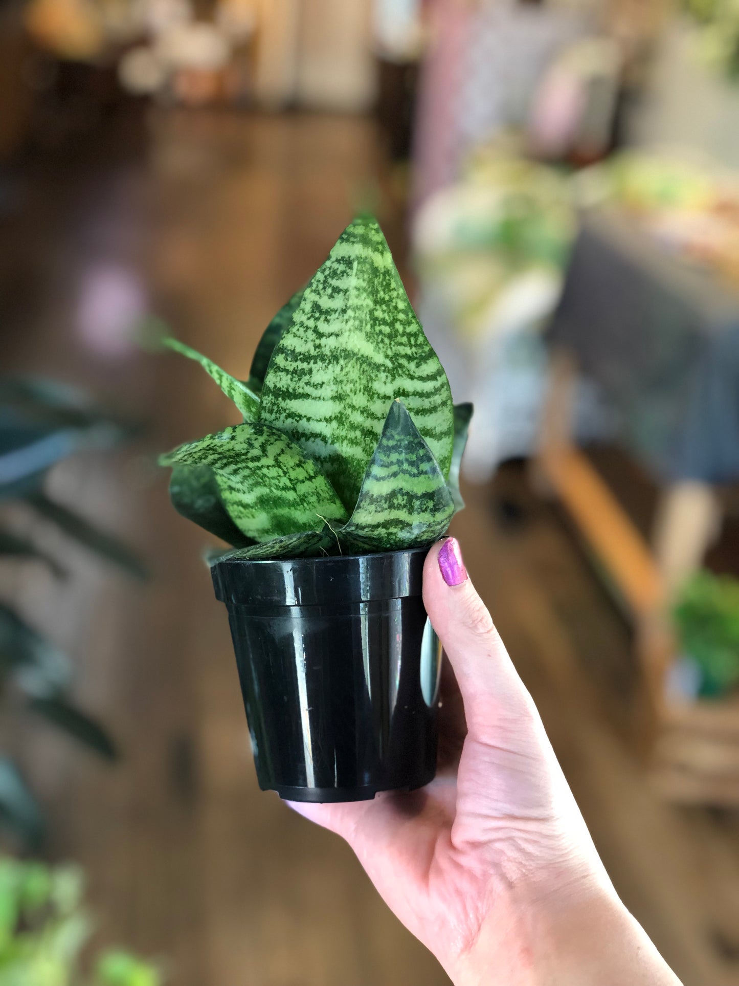 Star power snake plant