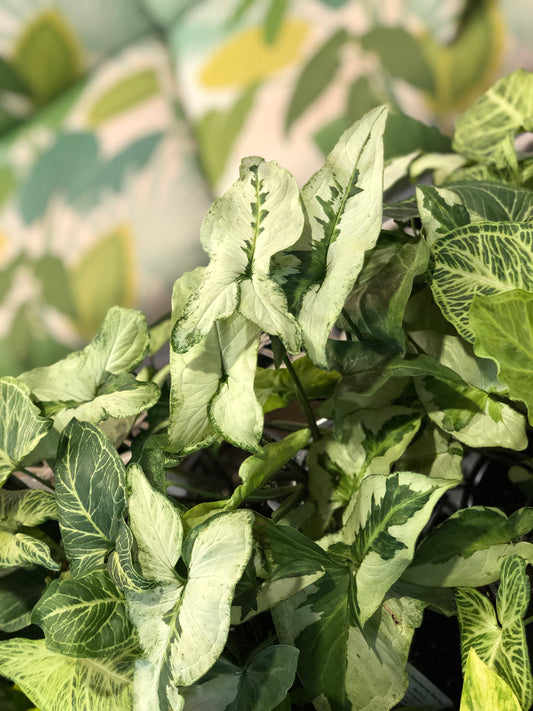 Syngonium three kings