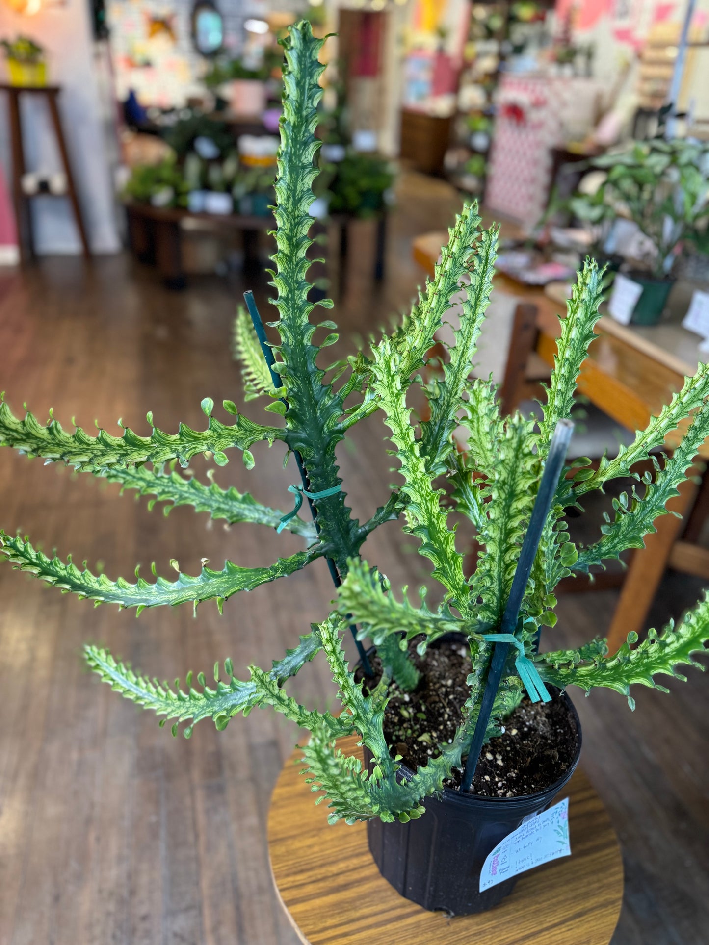 Euphorbia trigona variegated ‘mint creme’