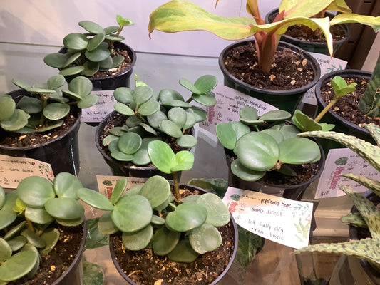 Peperomia Hope