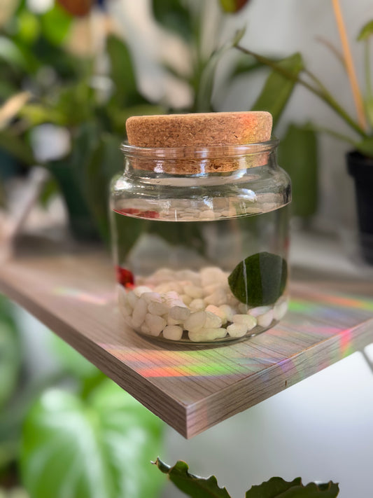 Large moss ball ‘amigo’