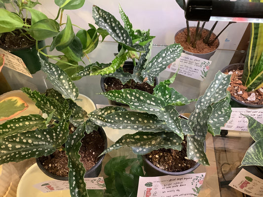 Special angel begonia