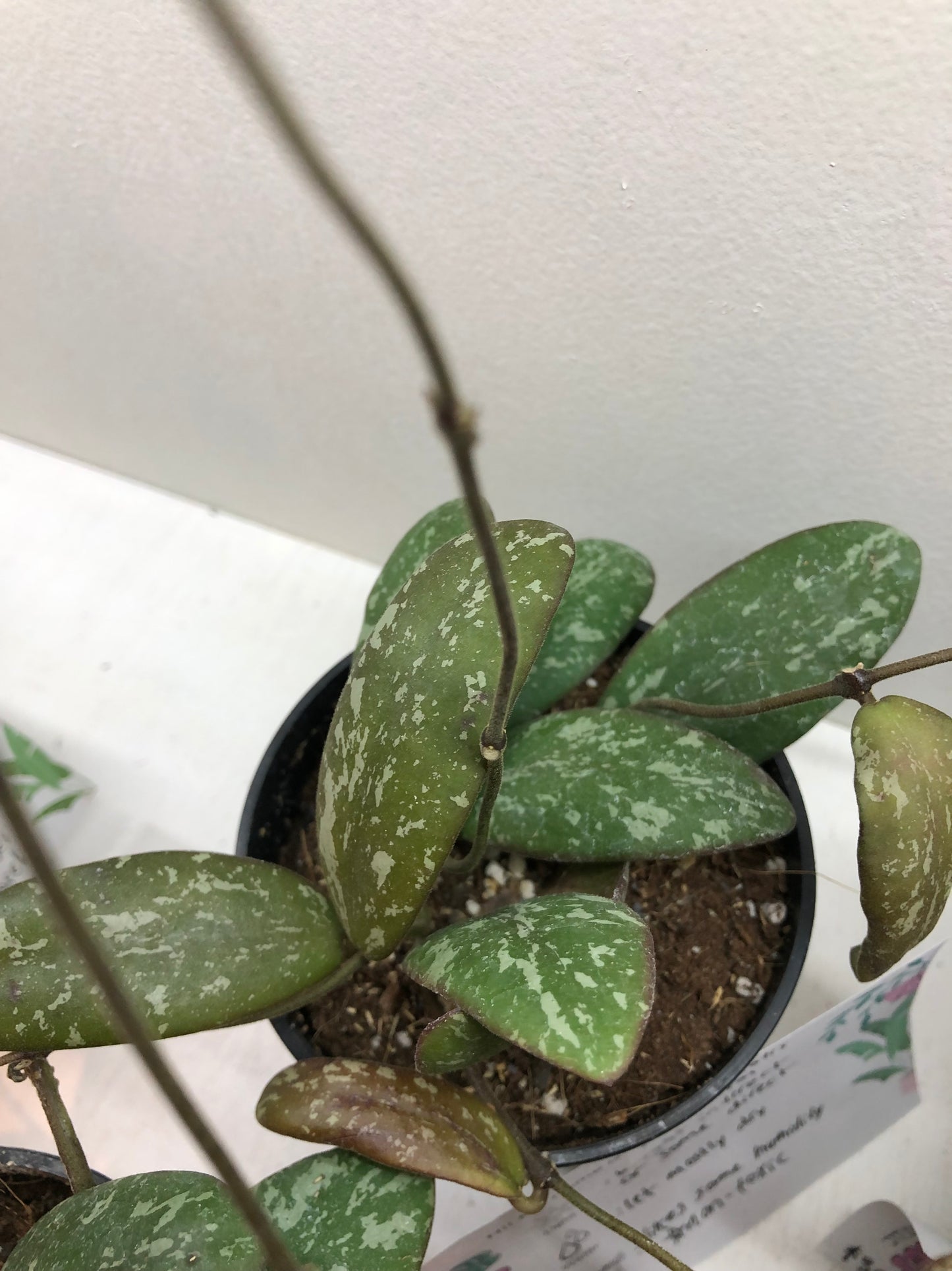 Hoya sigillatis round form