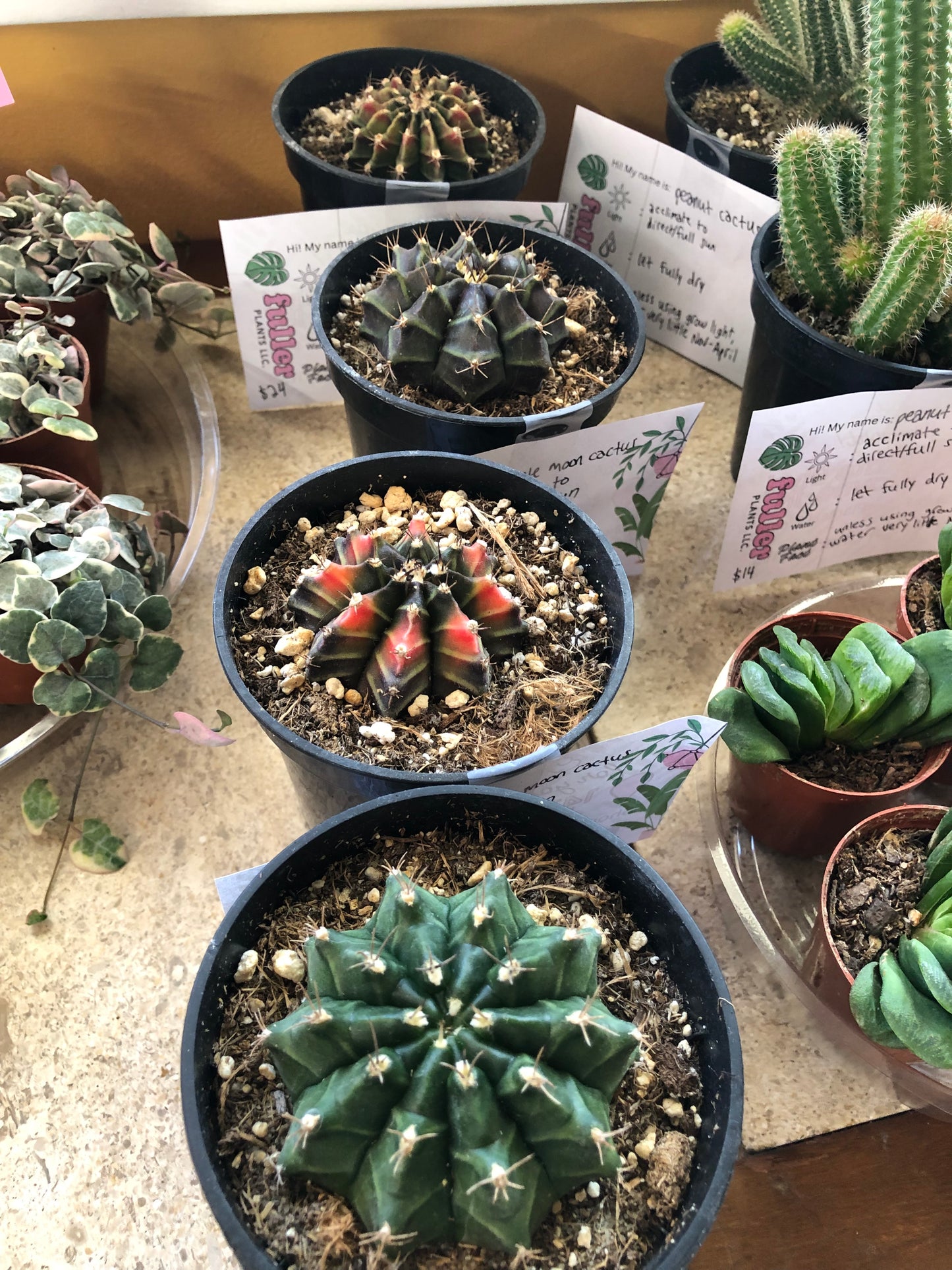 Purple moon cactus