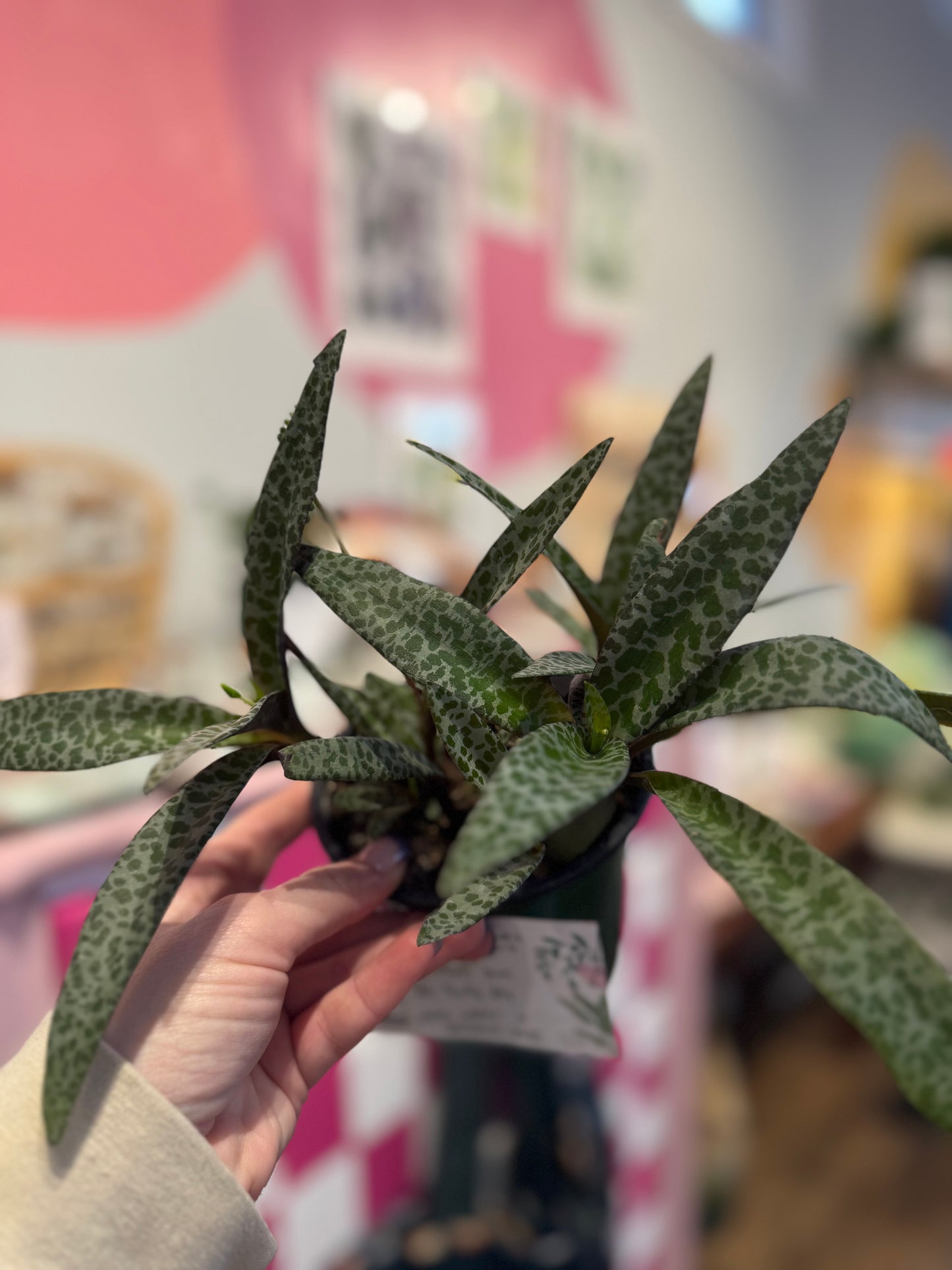 Silver squill (ledebouria socialis)