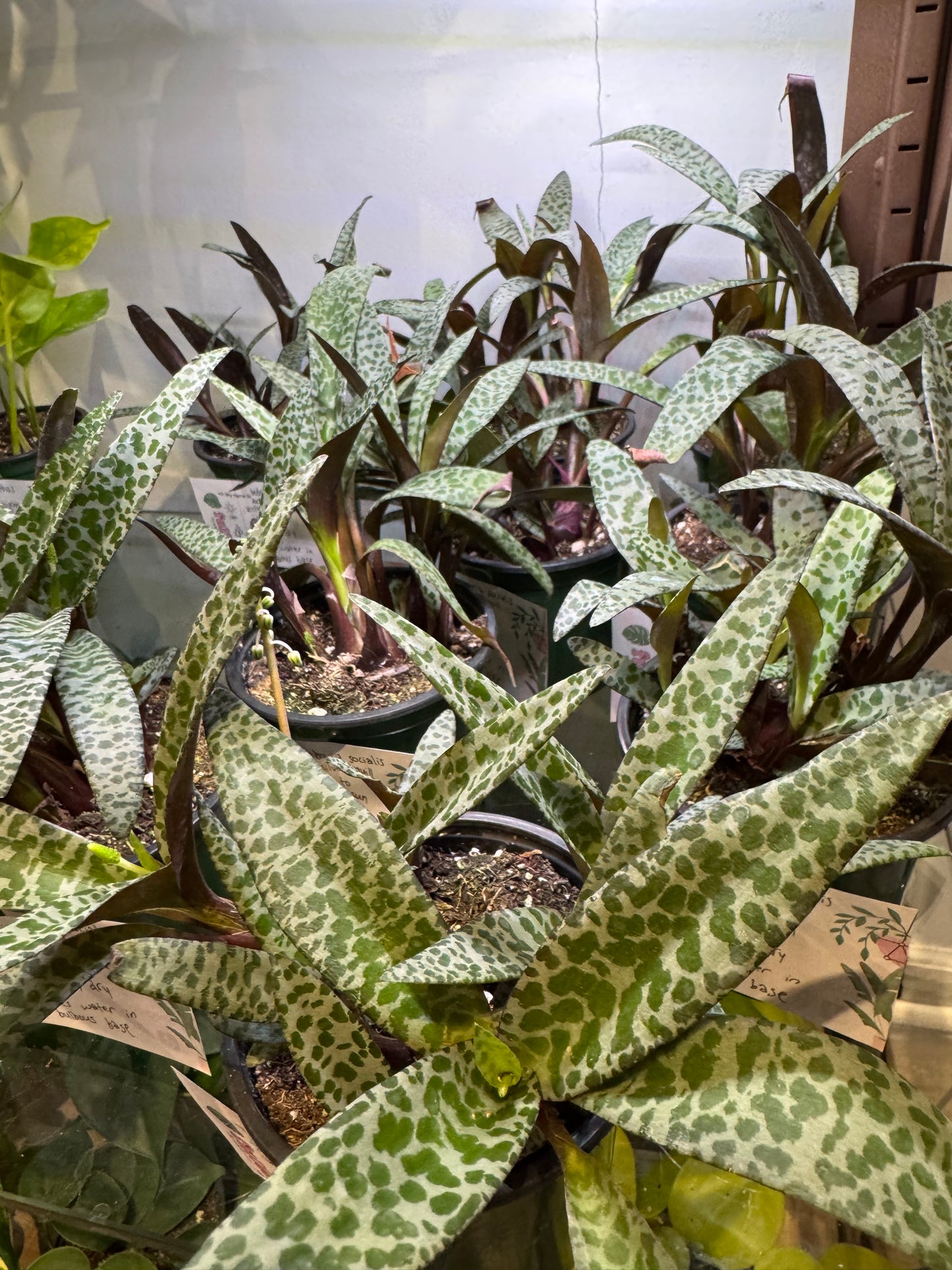 Silver squill (ledebouria socialis)