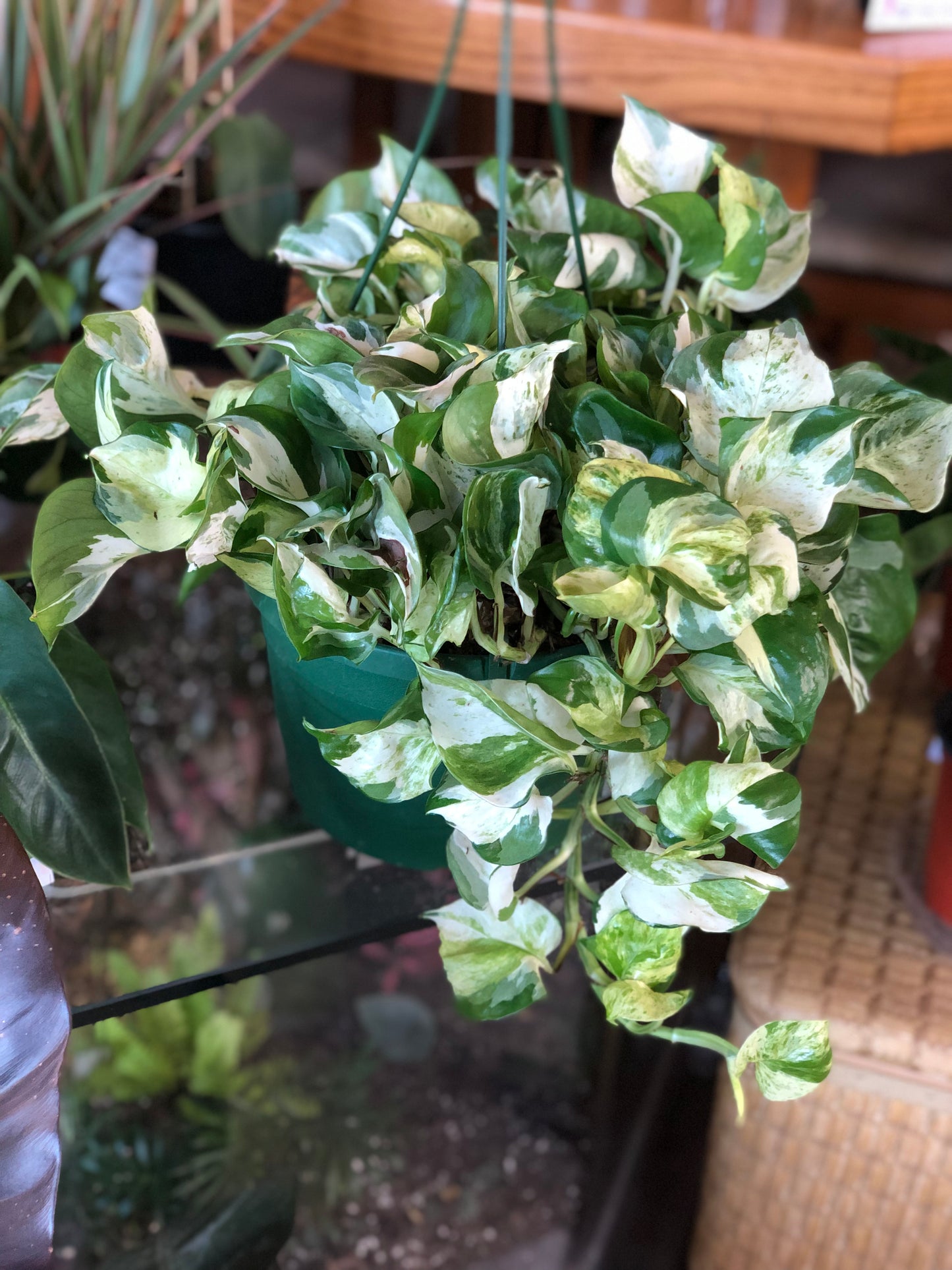 Manjula epipremnum