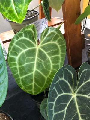 Anthurium clarinervium