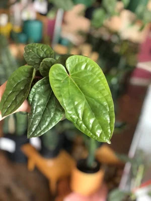 Anthurium radicans
