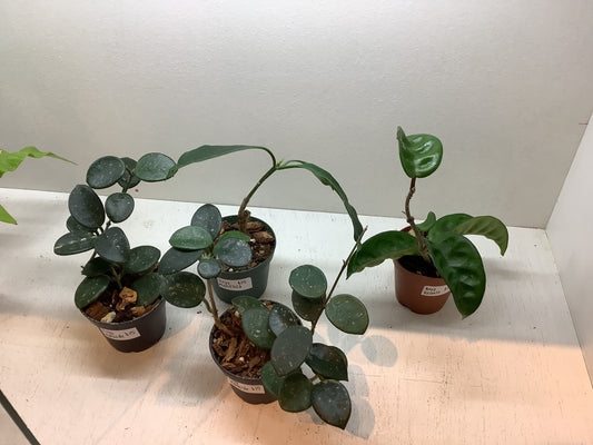 Assorted small hoya