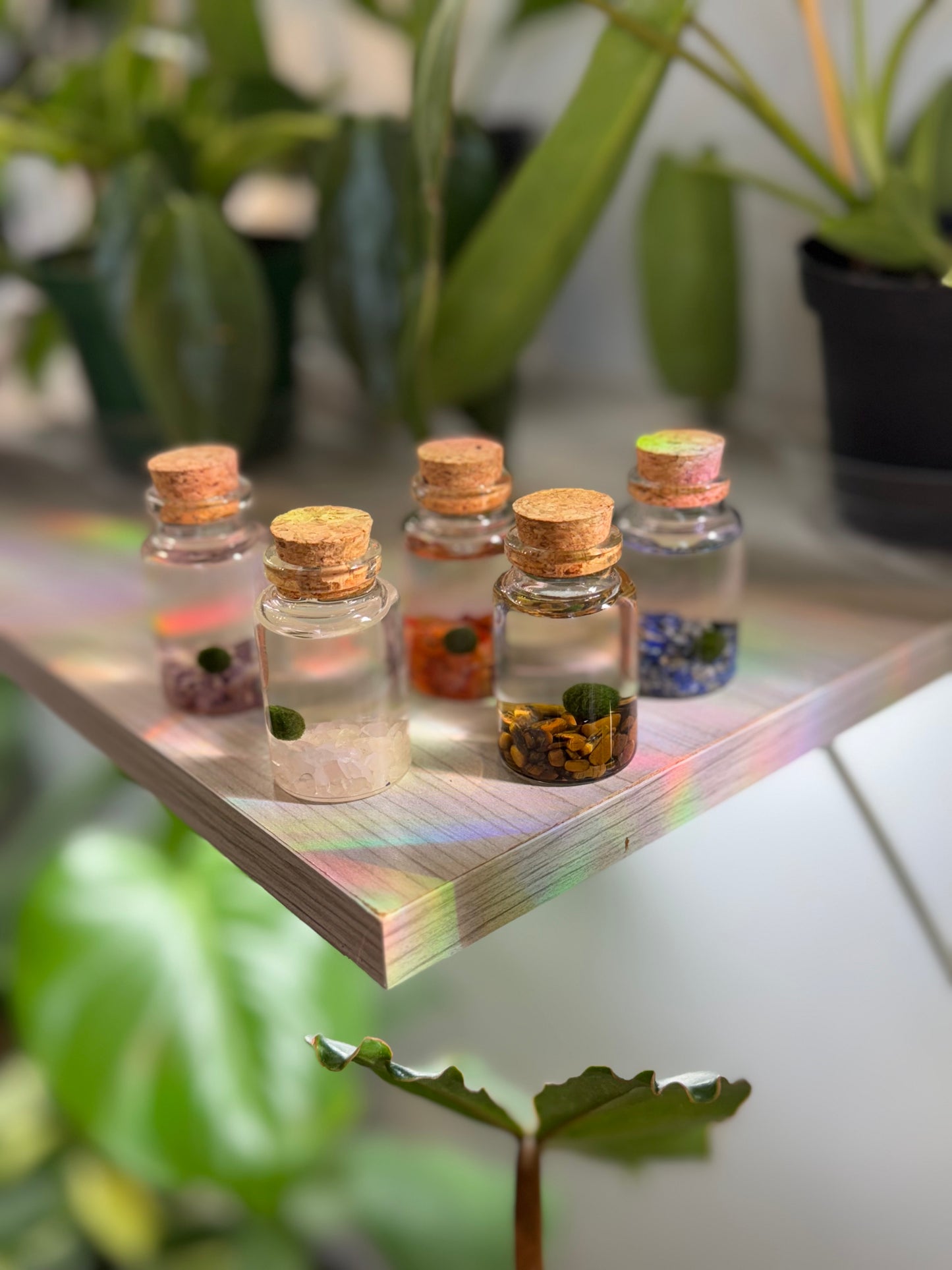 Mini moss balls (multiple options)