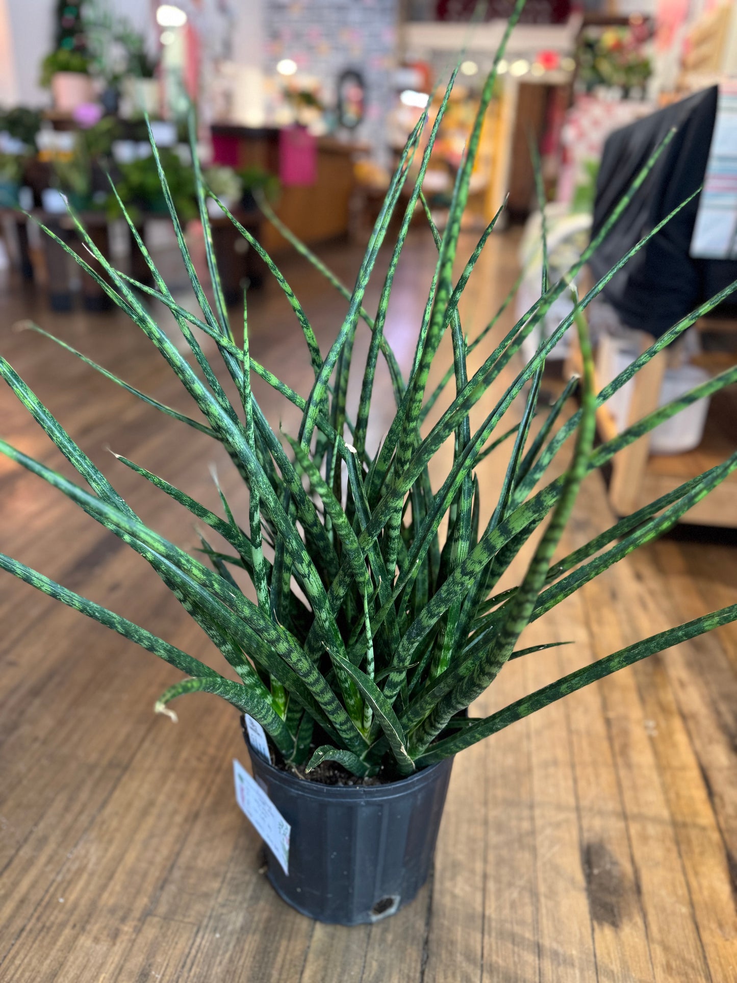 Fernwood snake plant