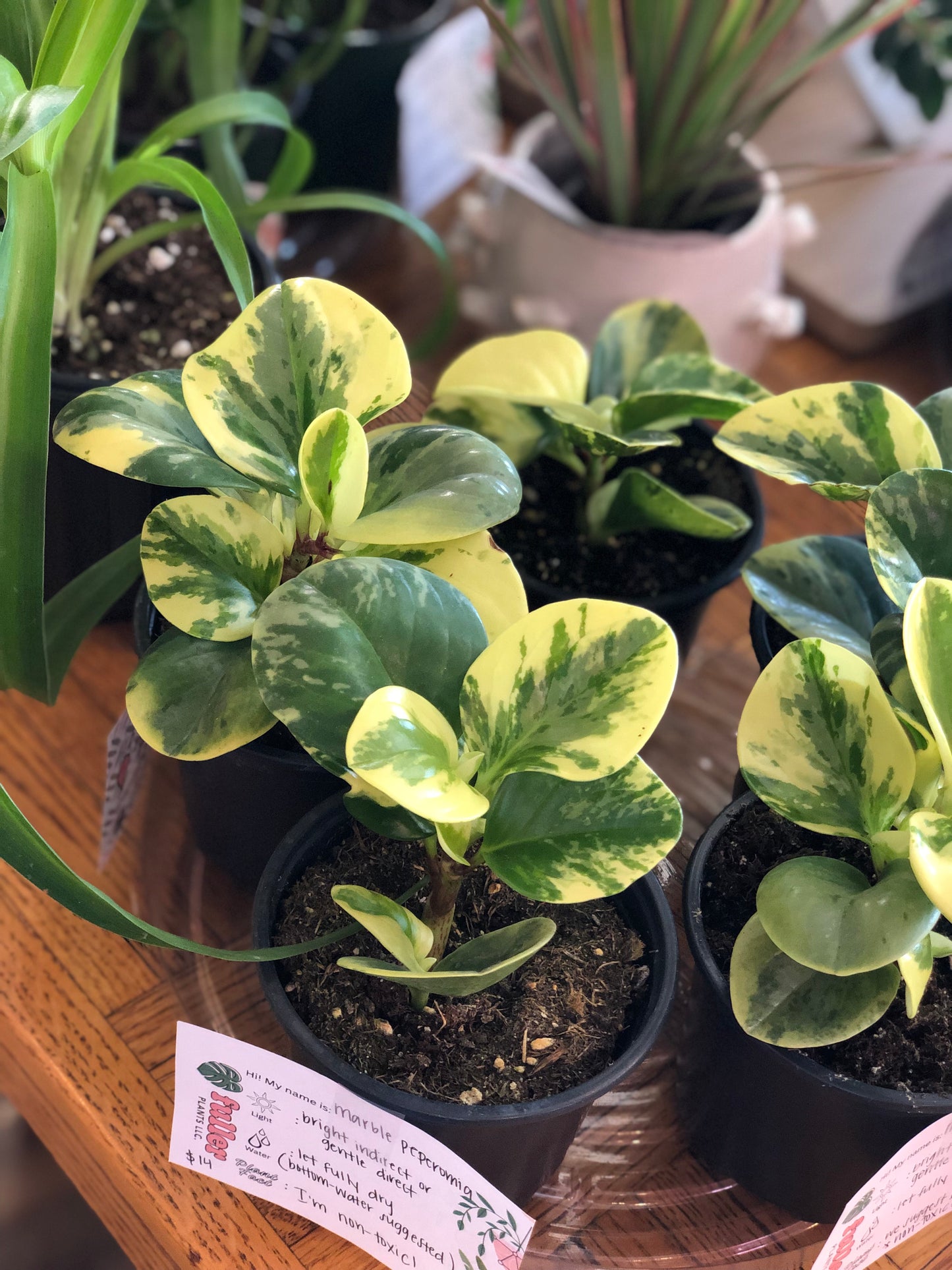 Marble peperomia obtusifolia