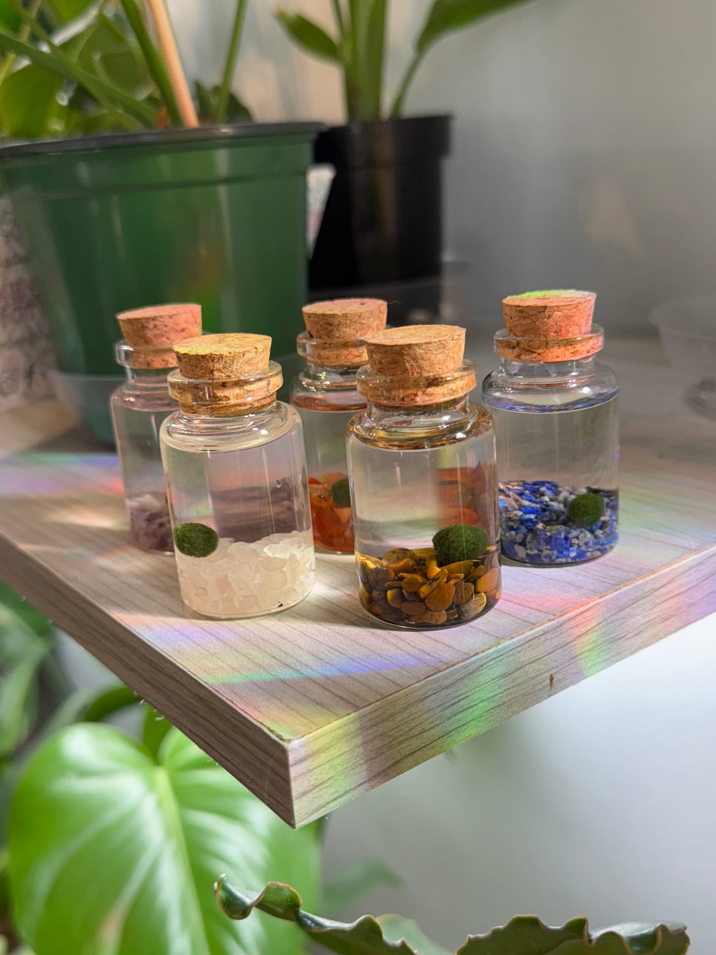 Mini moss balls (multiple options)