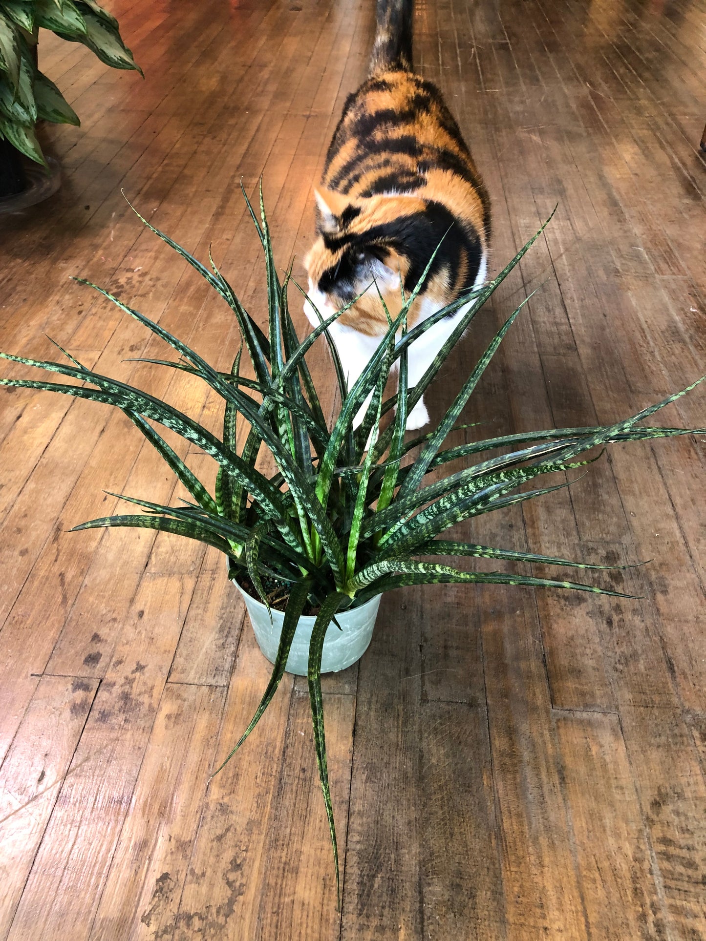Mikado snake plant