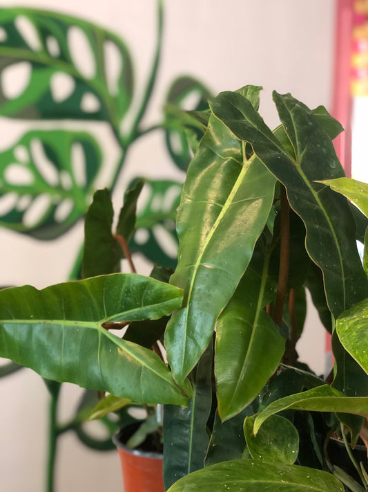 Philodendron billietiae