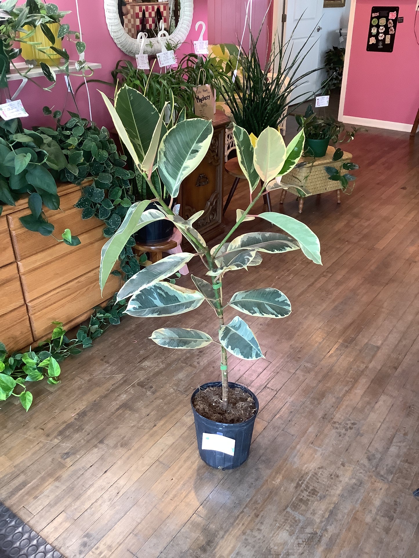 Tineke ficus Elastica