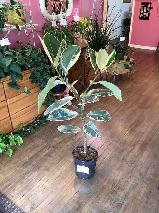 Tineke ficus Elastica