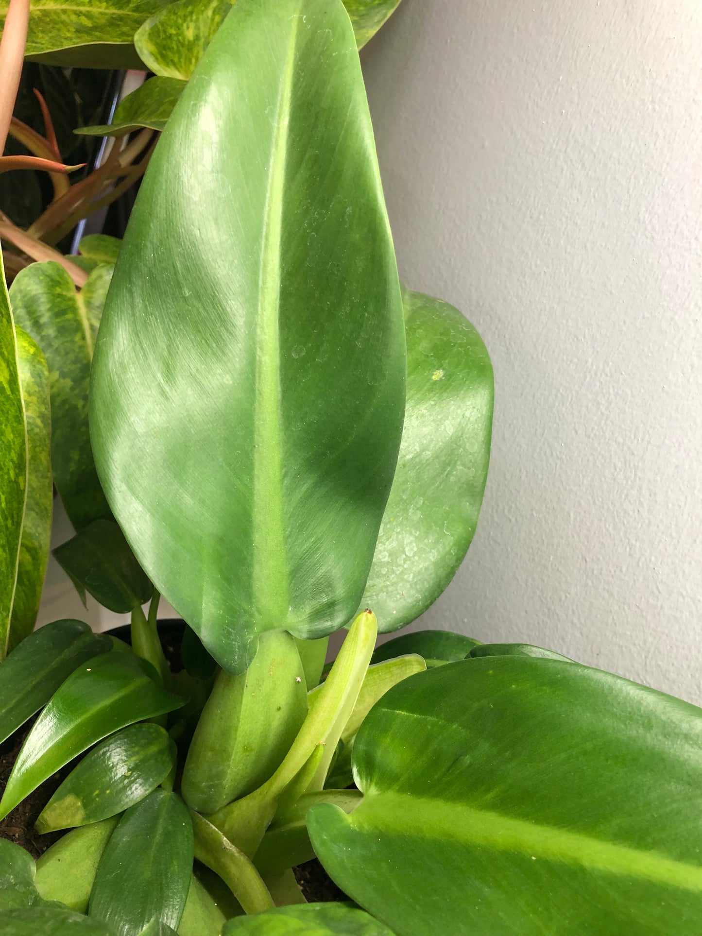 Philodendron ‘fat boy’
