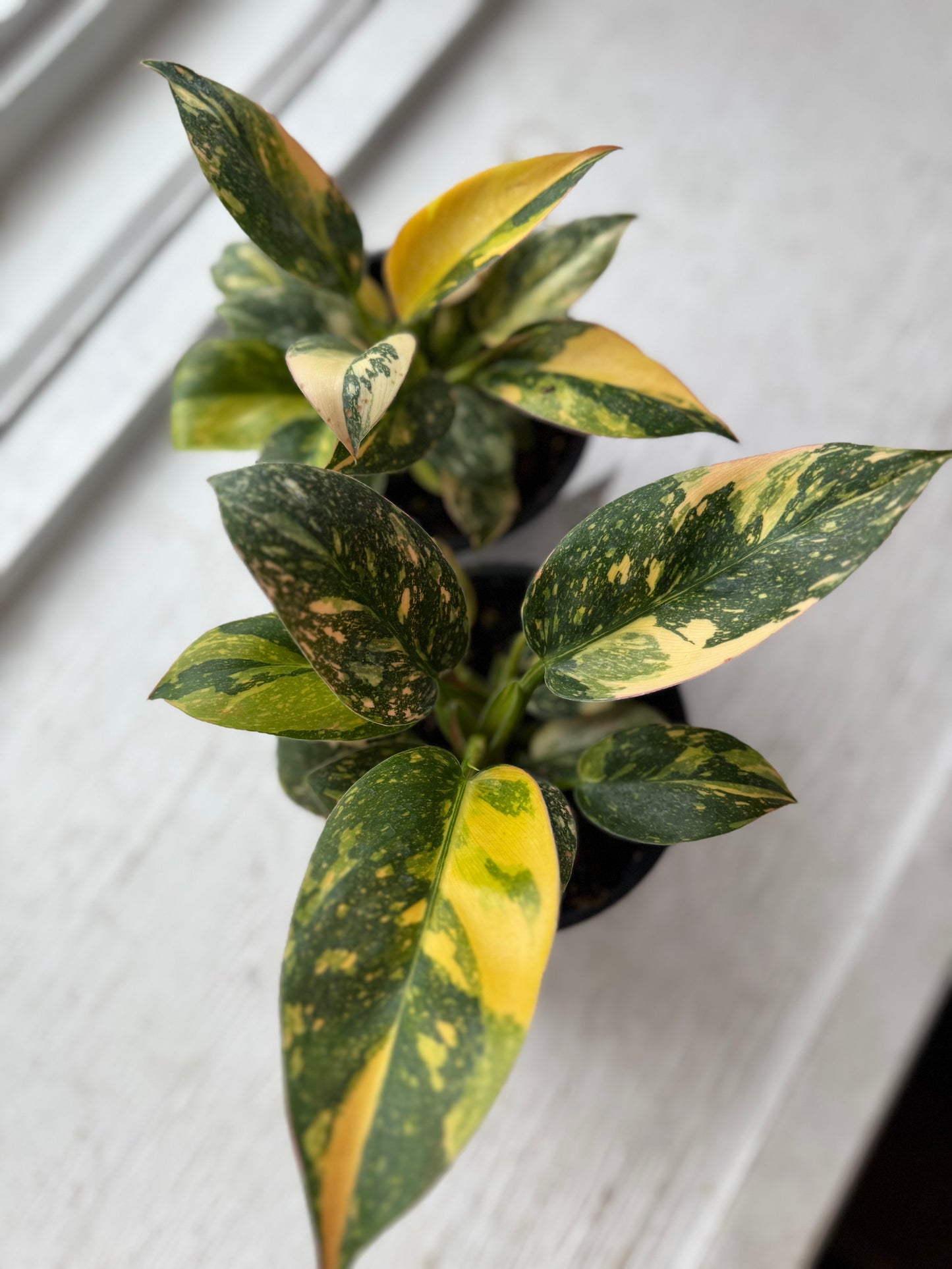 Copper flame philodendron (variegated green congo)