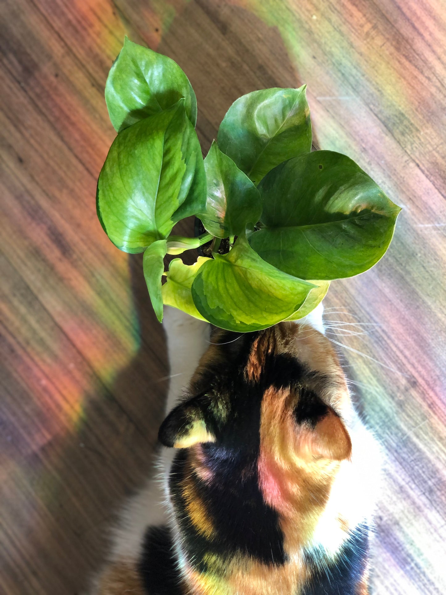 Guacamole pothos