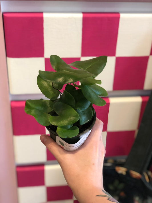 Heart fern