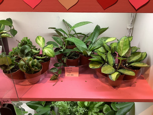 Assorted small hoya