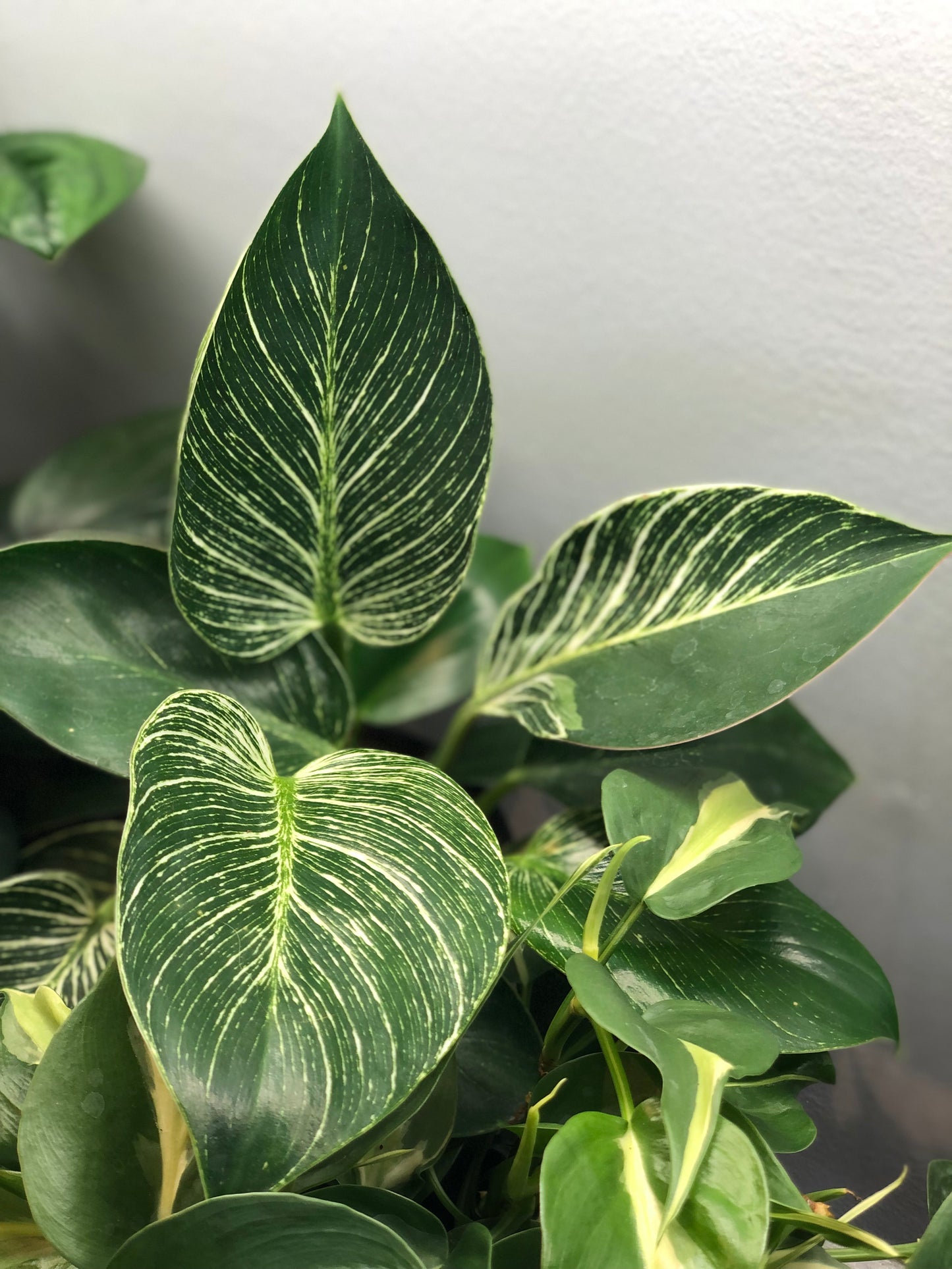 Philodendron birkin