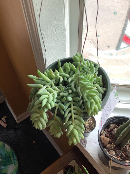 Burro’s tail succulent