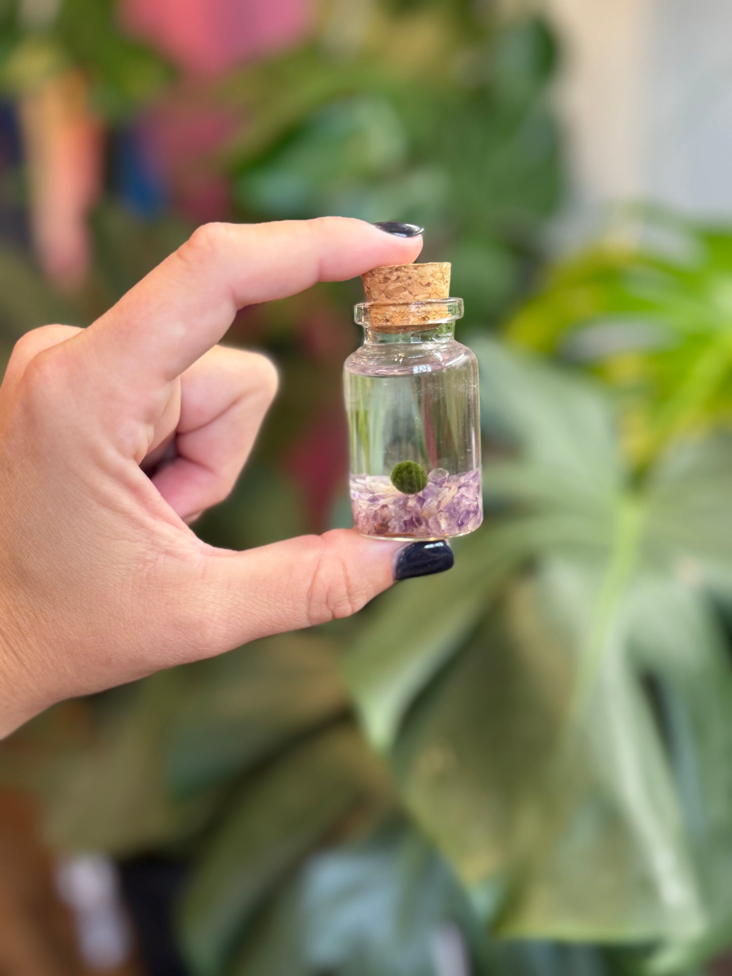 Mini moss balls (multiple options)