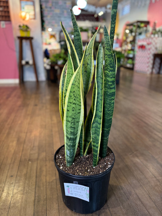 Laurentii snake plant