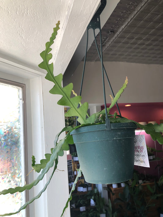 Fishbone cactus