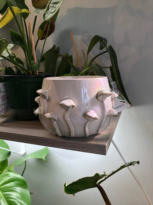 Mushroom planter