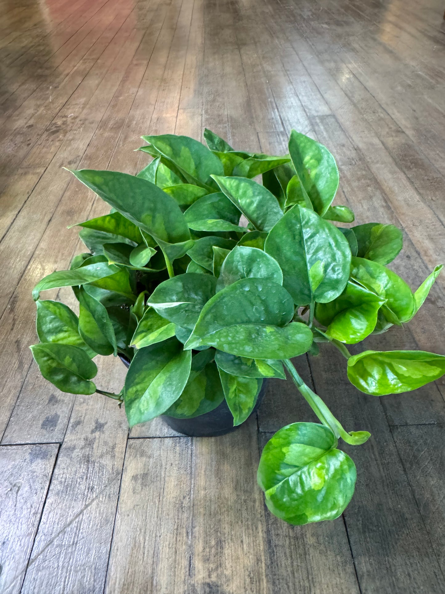 Global green pothos