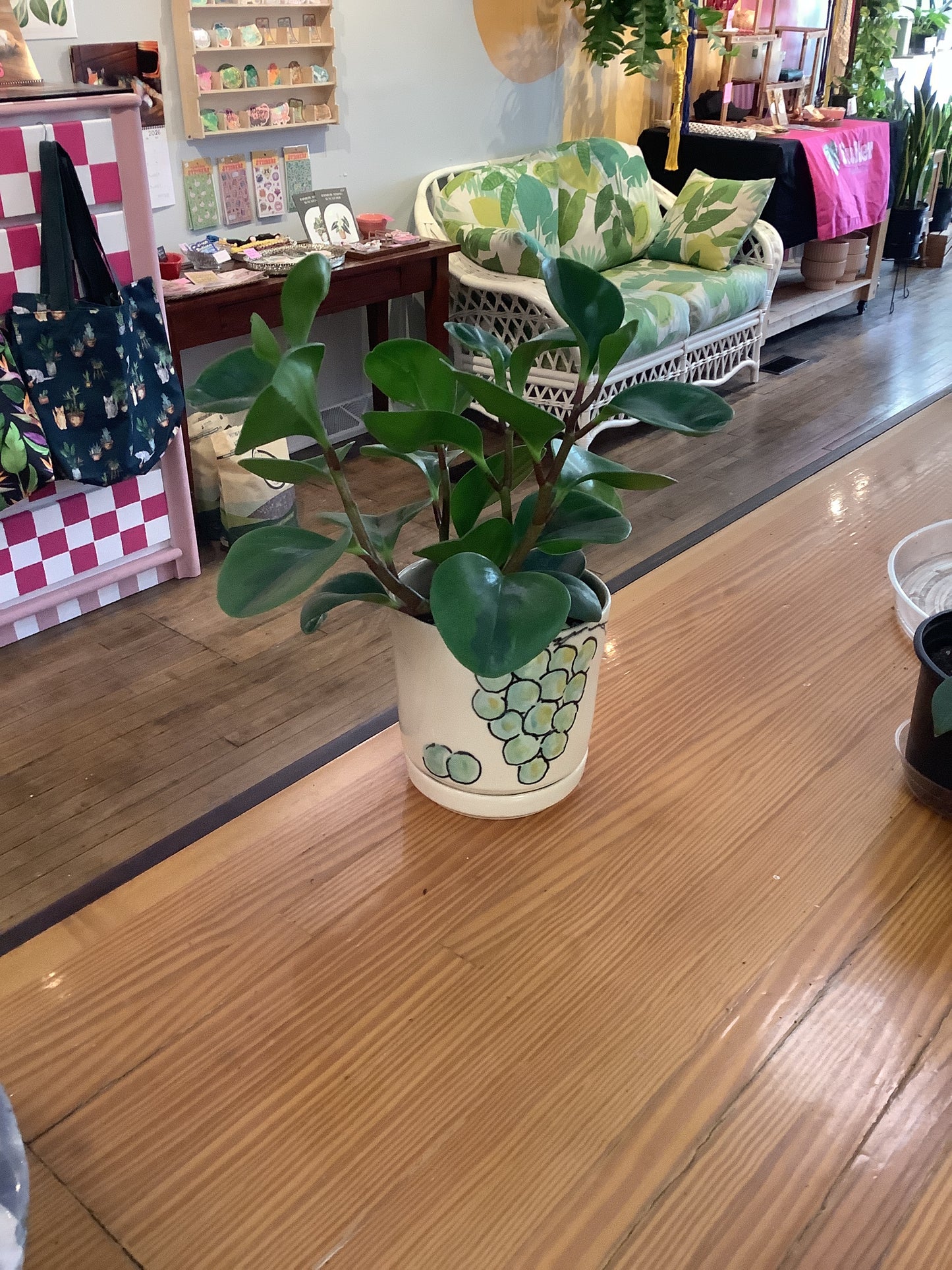 Lemon lime peperomia obtusifolia