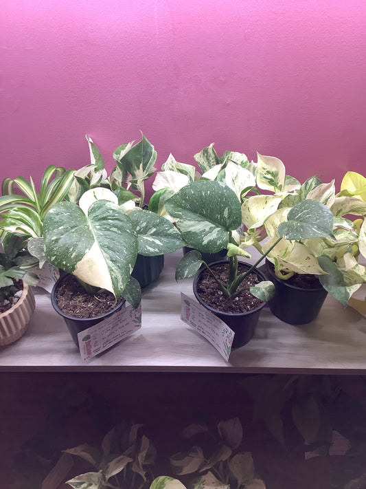 Thai Monstera