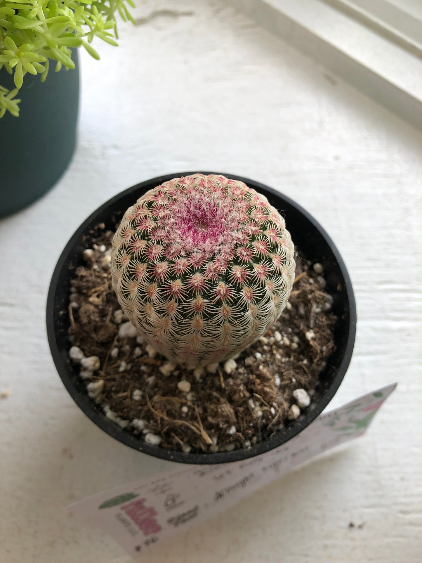 Ruby rainbow cactus