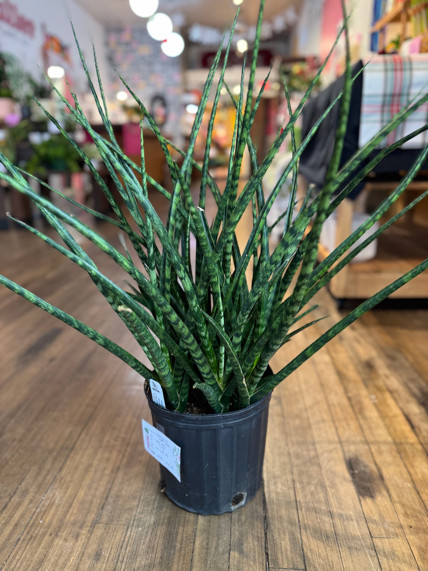 Fernwood snake plant