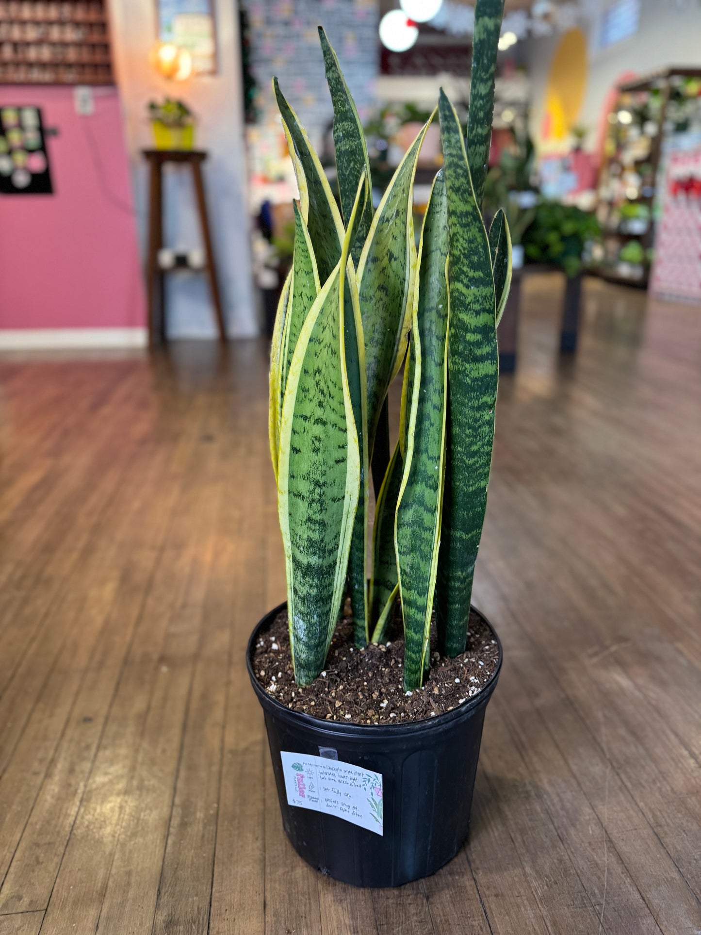 Laurentii snake plant