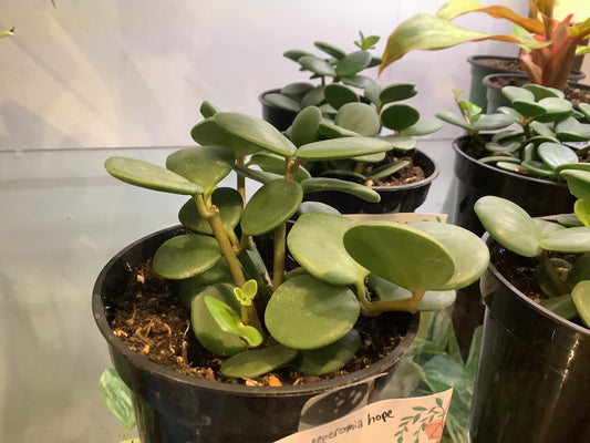 Peperomia Hope