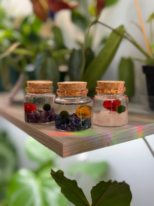 Moss ball ‘Rico’ (multiple options)