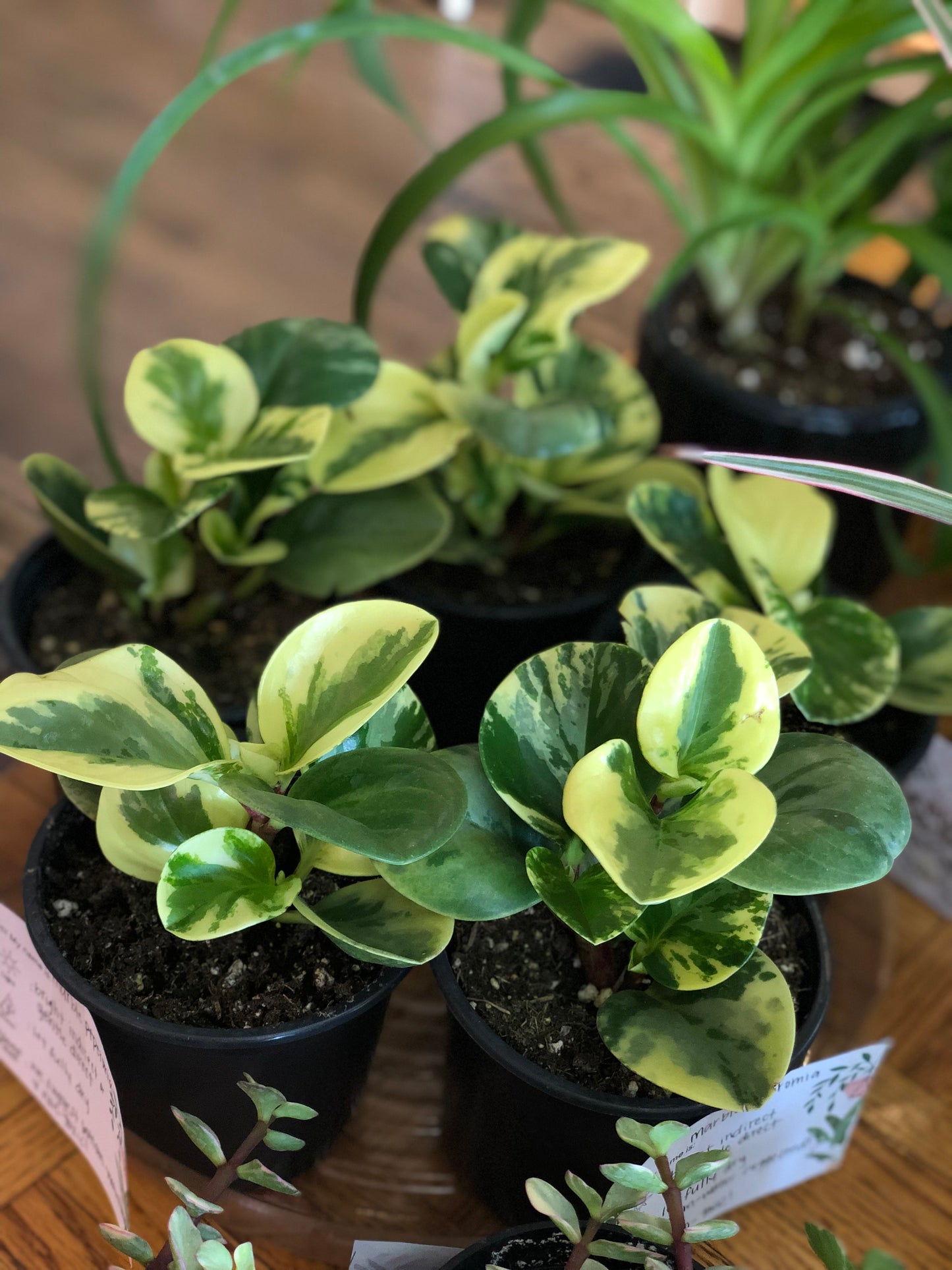 Marble peperomia obtusifolia