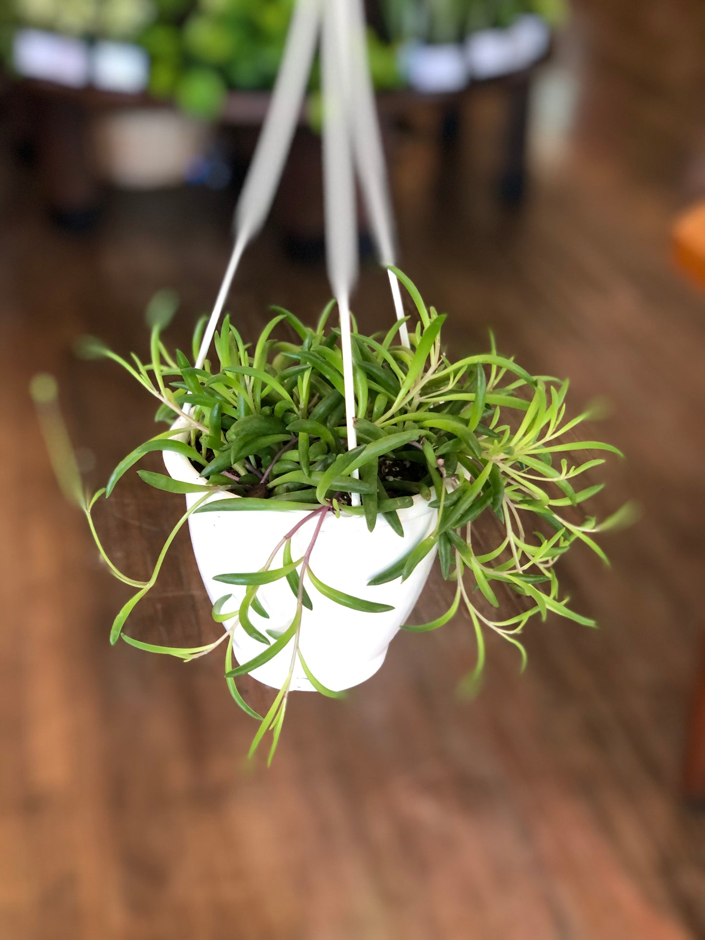 Ruby necklace succulent