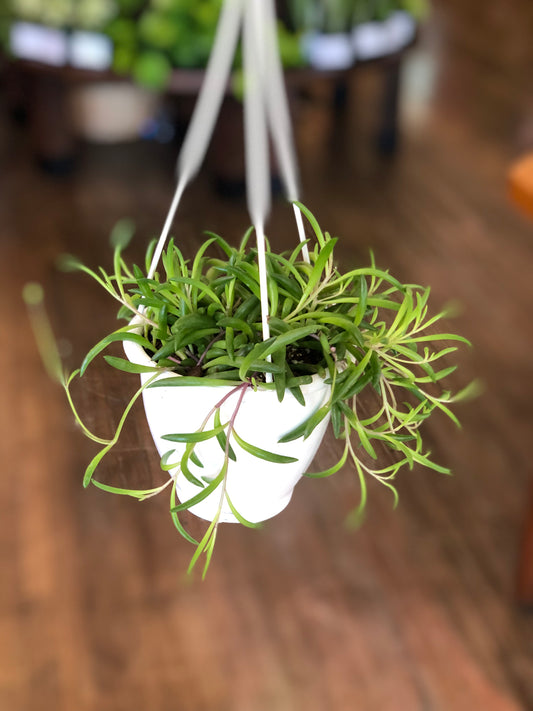 Ruby necklace succulent