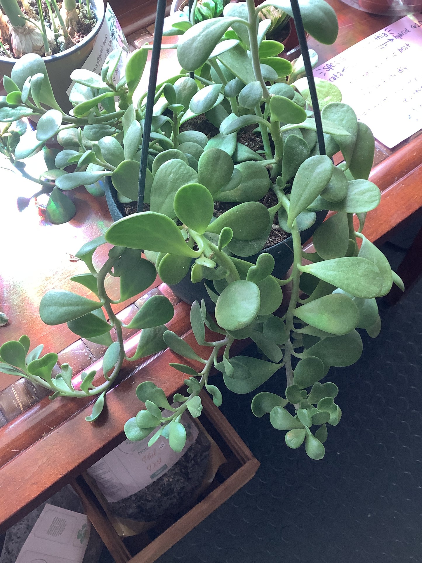 Trailing jade