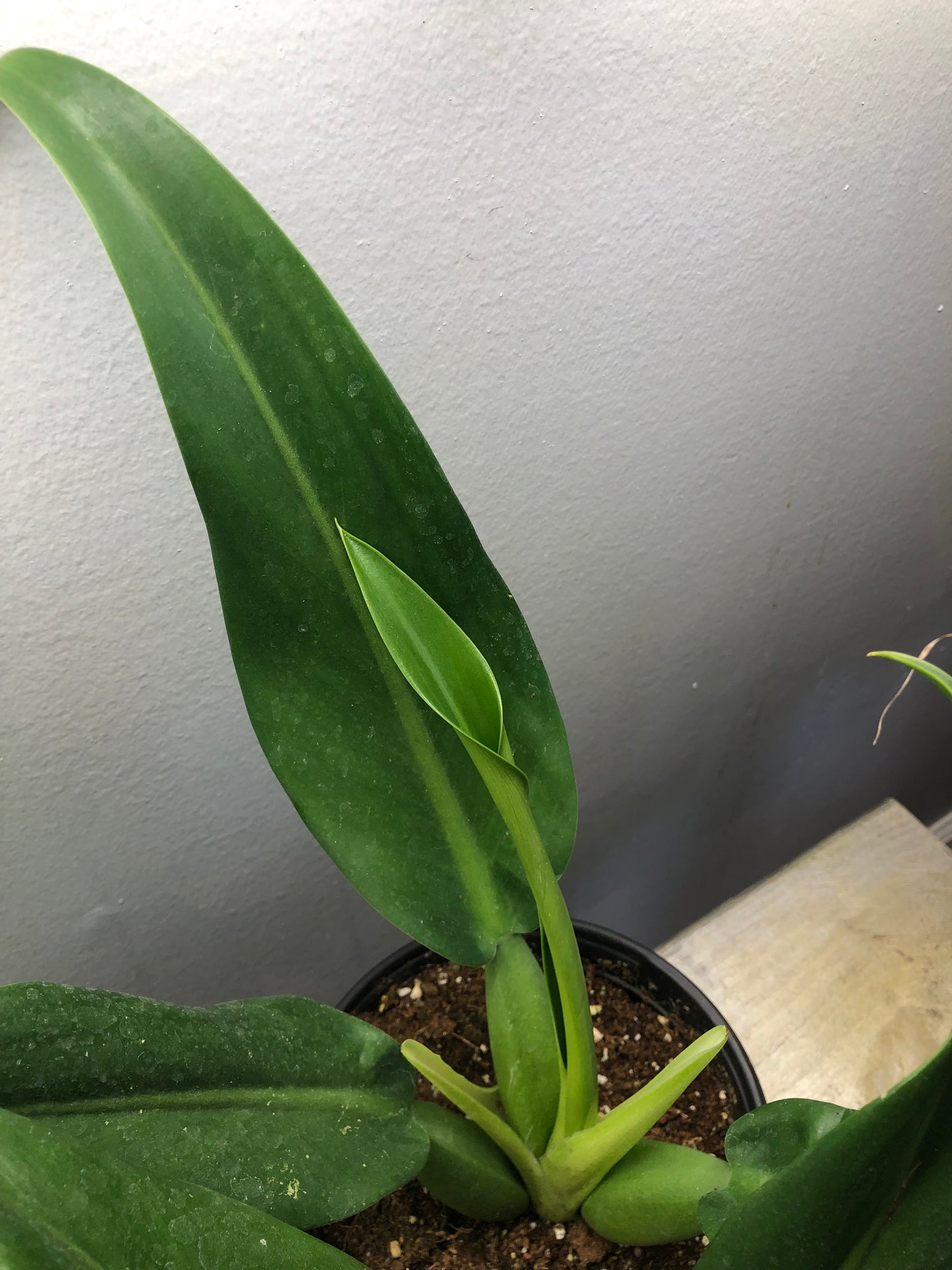 Philodendron ‘fat boy’