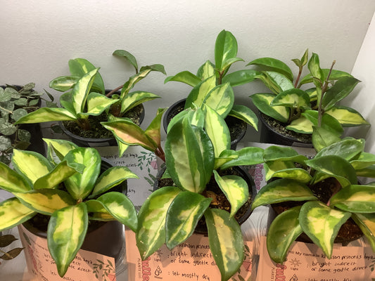 Hoya krimson princess